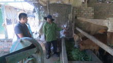 Huyện Cư Jút: Giá gia súc giảm - nông dân gặp khó khăn