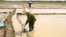 Xã Đăk Đrông: Sản xuất lúa hè thu gặp nhiều khó khăn do thời tiết bất lợi