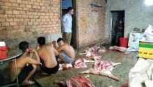 Huyện Cư Jút Bắt giữ một vụ vận chuyển, giết mổ lợn bệnh