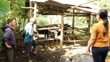 Huyện Cư Jút triển khai tiêm phòng vắc xin phòng bệnh đàn gia súc