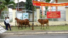 Thị trấn Ea T’ling bàn giao bò cái sinh sản cho hộ nghèo