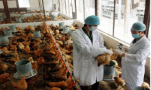 Các quy định về biện pháp an toàn thực phẩm và kiểm dịch động vật, thực vật của các nước Thành viên WTO tháng 02/2024