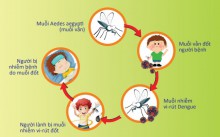 Các biện pháp phòng, chống bệnh Sốt xuất huyết Dengue